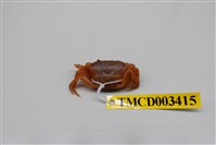 藏品(大武澤蟹)的圖片